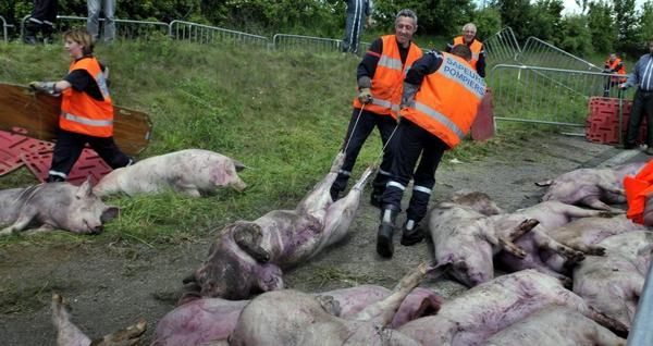 photo : des pompiers dégagent des cadavres de cochons