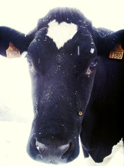 Regard d'une vache