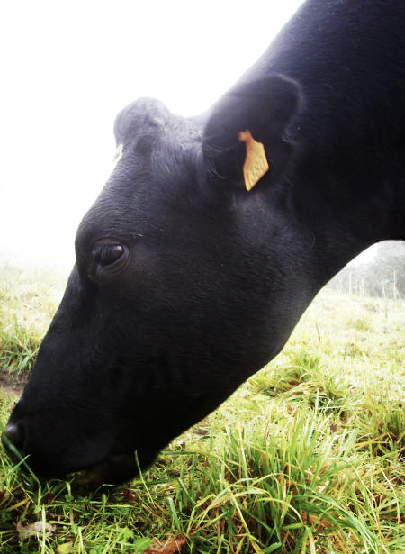 Vache