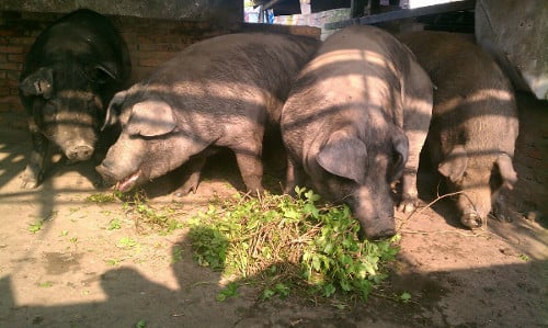 Lo Hung-Hsien et les cochons