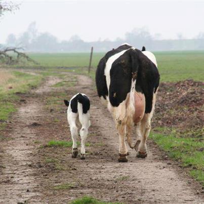 vache et veau, une famille
