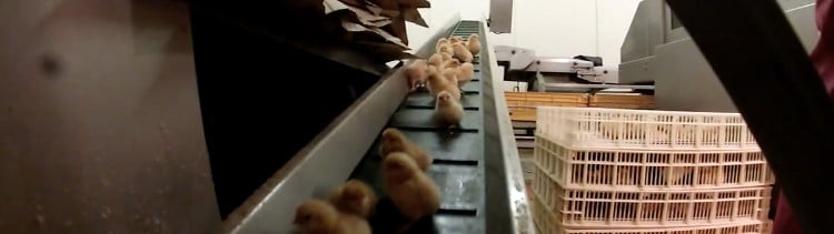 Bannière Broyage des poussins : 36 parlementaires interpellent le ministre Le Foll
