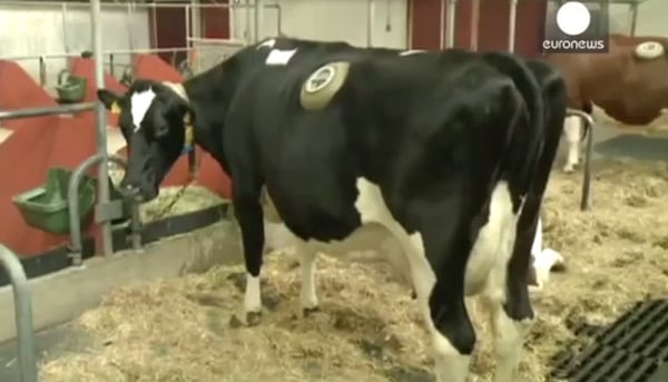 photo de "vache hublot"