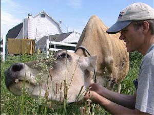 Harold Brown en train de caresser une vache