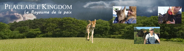 Bannière Vidéo : Peaceable Kingdom (Le Royaume de la paix)