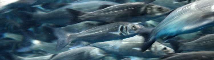 Bannière Les poissons et moi...