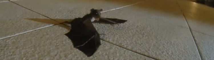 Bannière Émouvante scène d'une chauve-souris retrouvant son petit