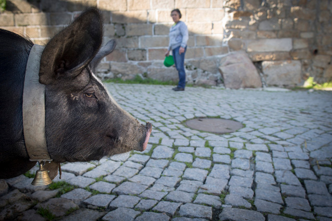 Toninho dans le village