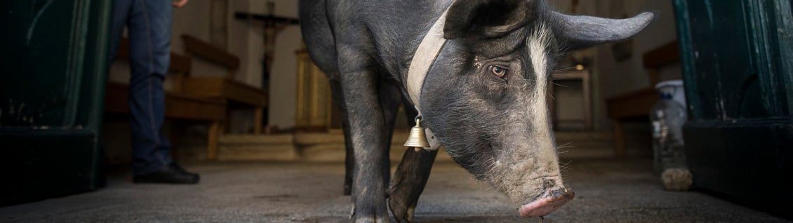 Bannière Ces villageois allaient tuer ce cochon par tradition…  la suite est belle et inattendue.