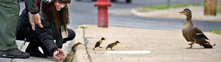 Bannière Métro de Paris: nos affiches refusées!
