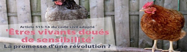 Bannière Les animaux ne sont plus des biens meubles