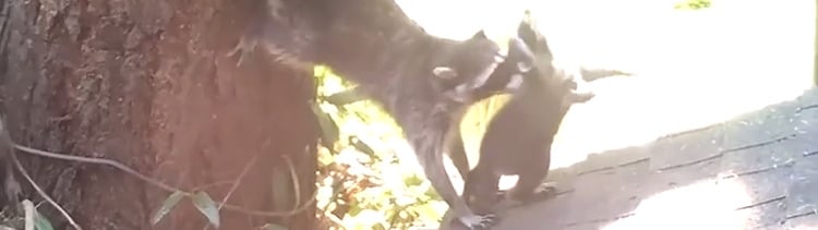 Bannière Cette maman raton laveur apprend à son petit à grimper aux arbres