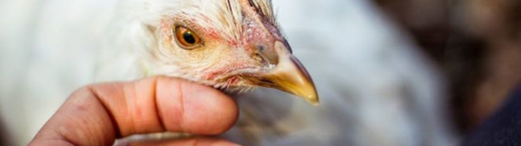 Bannière La Cause des animaux