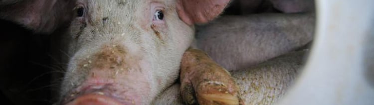 Bannière Détresses animales