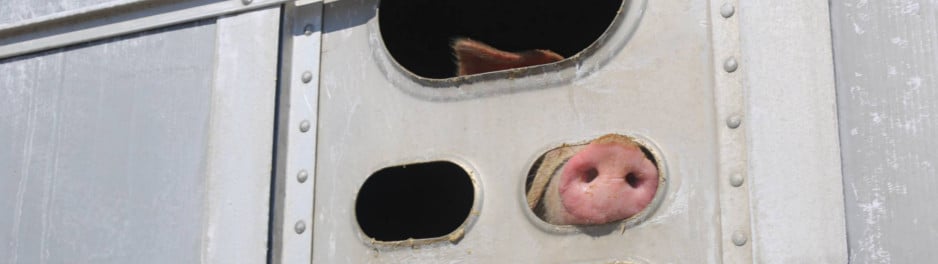 Bannière "Je suis jugée pour avoir donné à boire à des cochons assoiffés. Si j’avais abreuvé des chiens, je serais une héroïne "