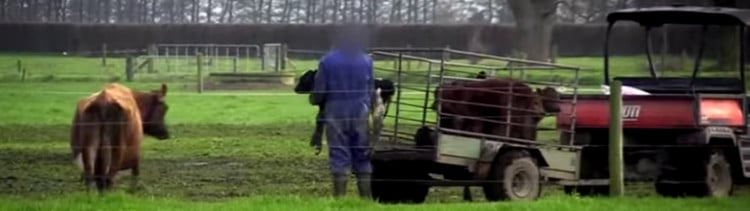 Bannière Elles courent derrière le tracteur qui emmène leurs bébés. La suite brise le coeur.