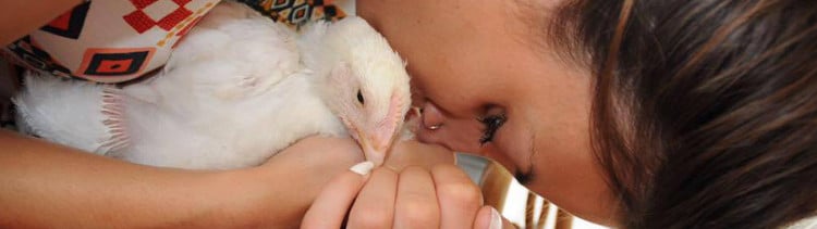 Bannière Oublié dans un camion, l’incroyable histoire d’un poussin