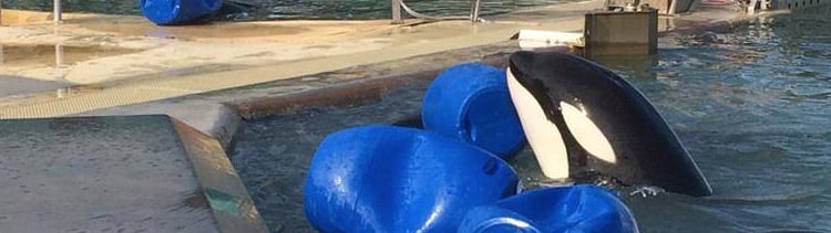 Bannière L214 contre la réouverture de Marineland