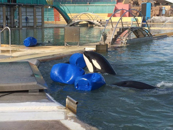 Photo des orques dans les bassins pollués de Marineland