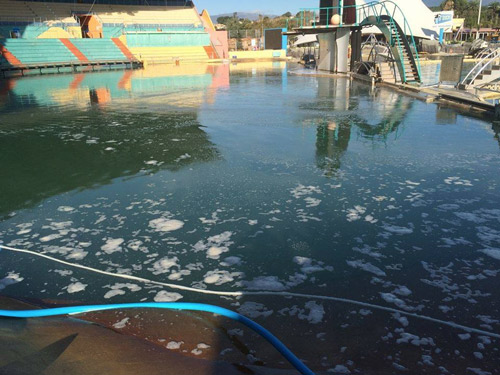 Photo des bassins de Marineland pollués