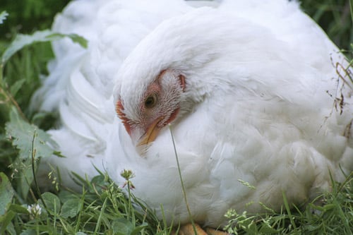 Titou, poulet rescapé de l'abattoir.