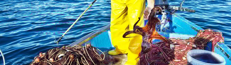 Bannière La pêche des poulpes : un océan de souffrance