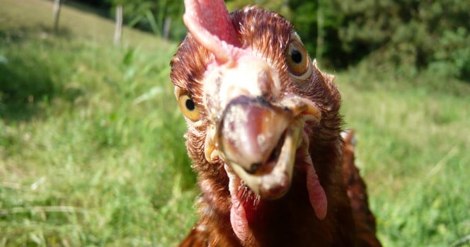 visage de poule