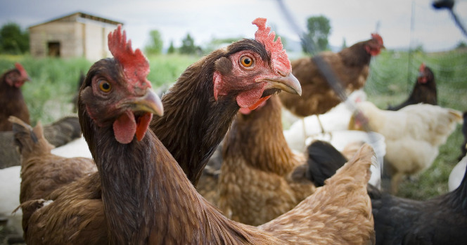 deux poules