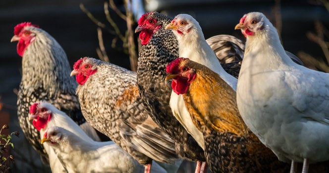 poules perchées