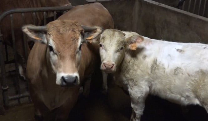 une vache et son veau à l'abattoir d'Alès