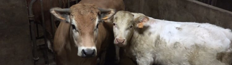 Bannière Ex-inspecteur vétérinaire en abattoir : un témoignage accablant