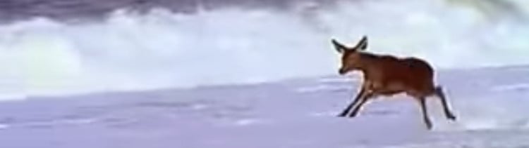 Bannière [VIDEO] Une biche joue avec les vagues... une merveille.