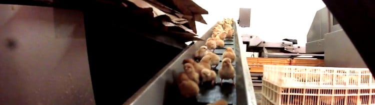 Bannière  Poussins étouffés et broyés dans une vis sans fin: 30000 euros d’amende et 6 mois avec sursis requis
