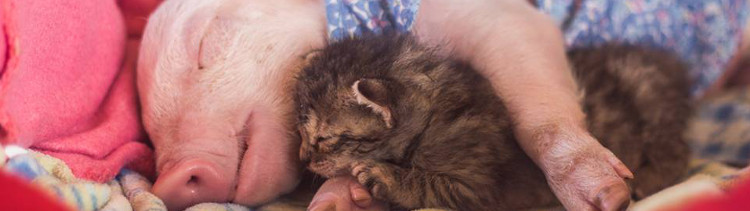 Bannière [VIDÉO] L'amitié touchante d'un chaton et d'un porcelet sauvés de l'horreur