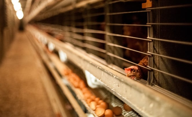 poule en cage