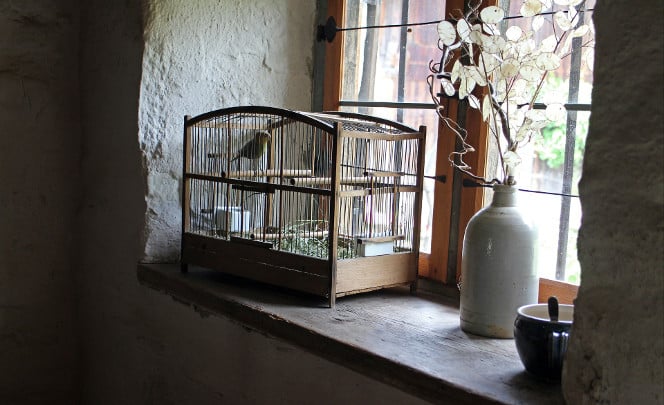 oiseau en cage