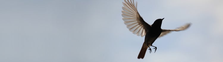 Bannière Liberté ! Un poème de Victor Hugo pour les oiseaux