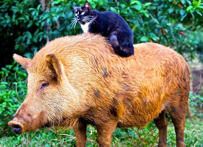 Berney et Mindy le chat