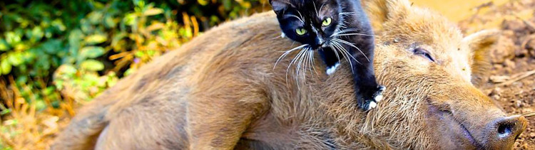 Bannière Berney, le cochon amoureux des chats