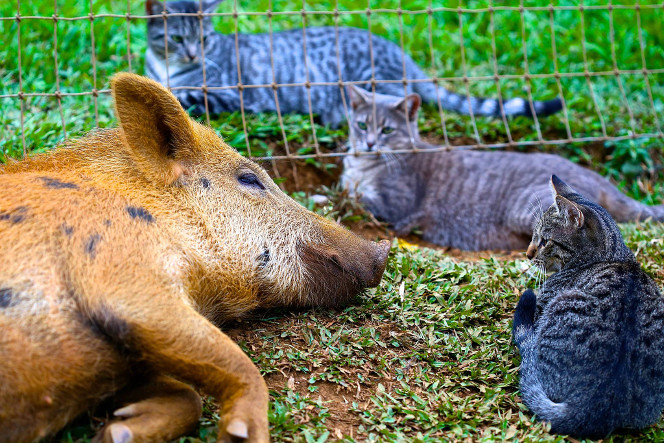 Berney et trois chats