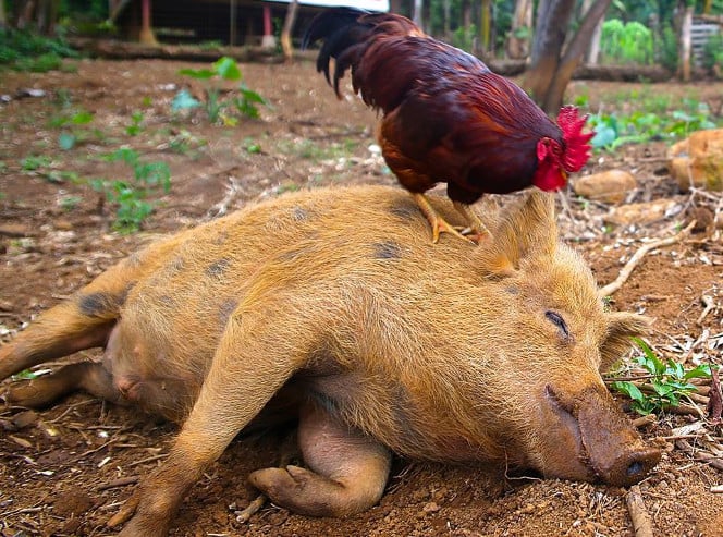 Berney et un coq