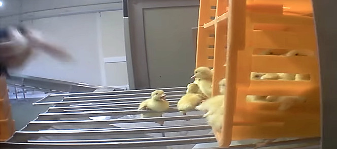 canetons dans un couvoir, triés, broyés, filière foie gras