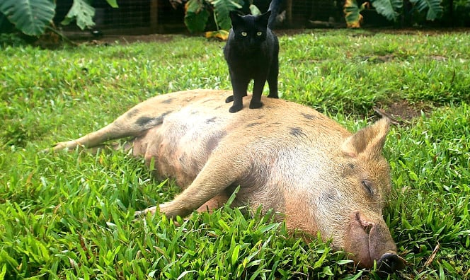 Berney et Bindy le chat