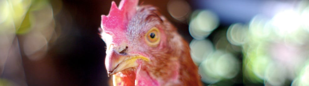 Bannière Elle s'appelait Elliot. Je suis heureuse de l’avoir sortie de cette cage.