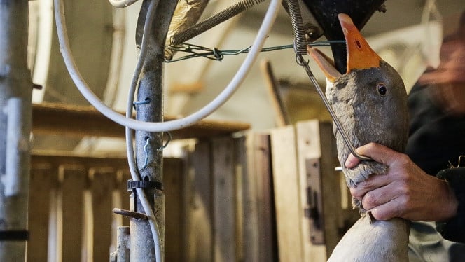 gavage d'une oie dans un élevage du périgord