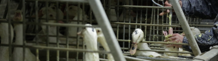 Bannière Mortalité des canards gavés : notre réponse à RTL