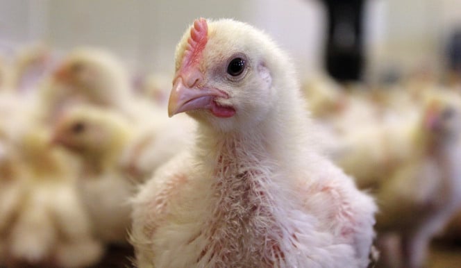 poulet en élevage