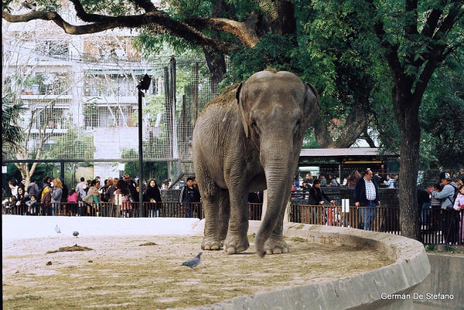 éléphant au zoo deBuenos Aires
