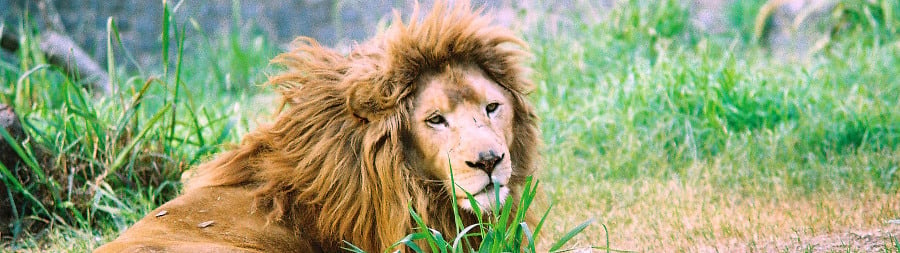 Bannière Victoire pour les animaux : le zoo de Buenos Aires ferme ! 