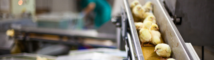 Bannière Les USA vont mettre fin au broyage des poussins mâles 